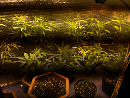 Triệt phá nhóm đối tượng trồng cần sa giữa thành phố Cảng